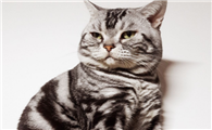 虎斑猫纯不纯?怎么看?
