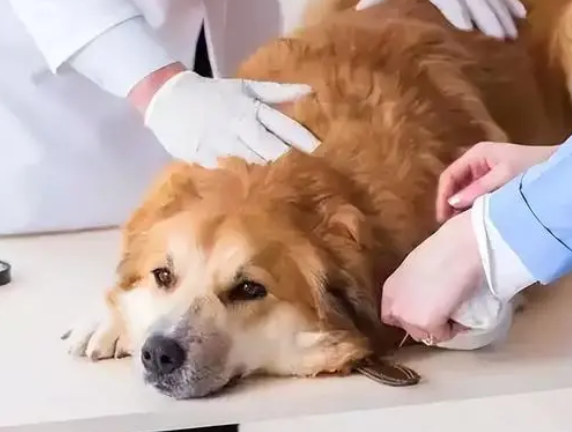 狗体外驱虫方法