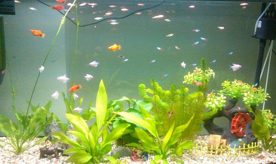 养鱼鱼缸水浑浊怎么办