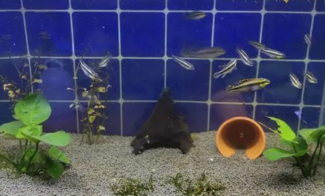 鱼缸里面养什么水草好