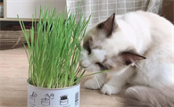 猫咪多大可以用猫草