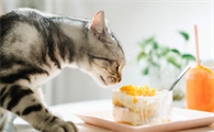 猫为什么喜欢闻东西?可以来看看!