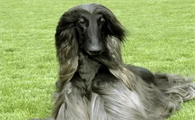 一文告诉你,阿富汗猎犬服从性怎么训练?