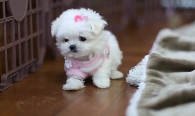 茶杯犬和金毛哪个好