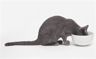 猫吐了一堆软化的猫粮是怎么回事？这里可以了解~