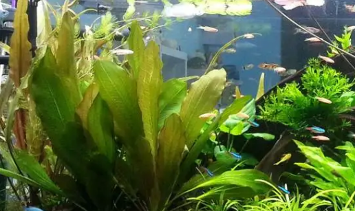 养鱼的水质不好怎么办