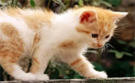 今日科普：猫为什么骨头那么软？