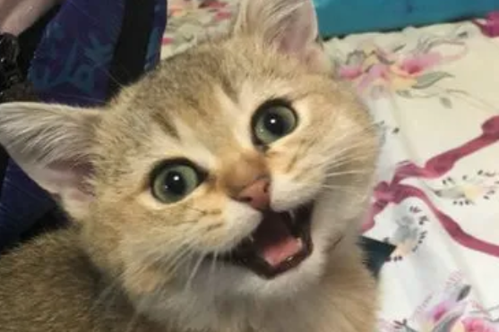 猫开心的时候怎么叫的,快来get下吧! 猫开心的时候怎么叫的,快来get下吧!