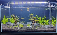 鱼缸多少水草泥