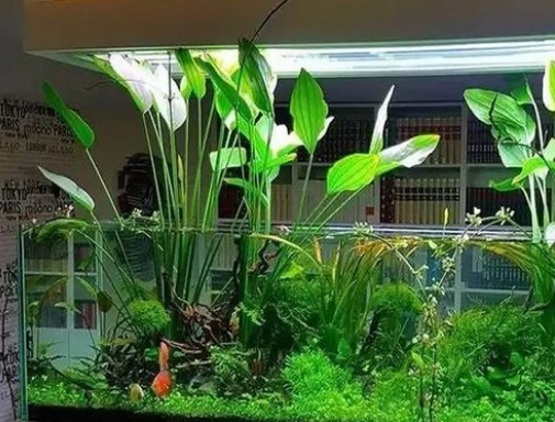 新买的水草怎么入缸
