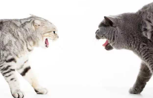 新猫和旧猫多久才熟悉不再打架？可以来看看！