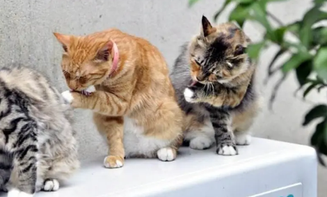 花猫为什么爱洗脸？宠主可以了解一下！