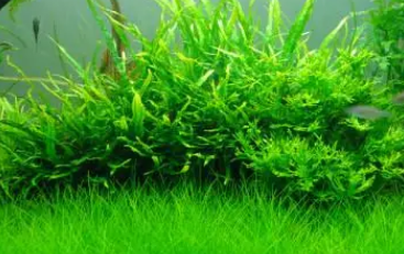 鱼缸水草有多重