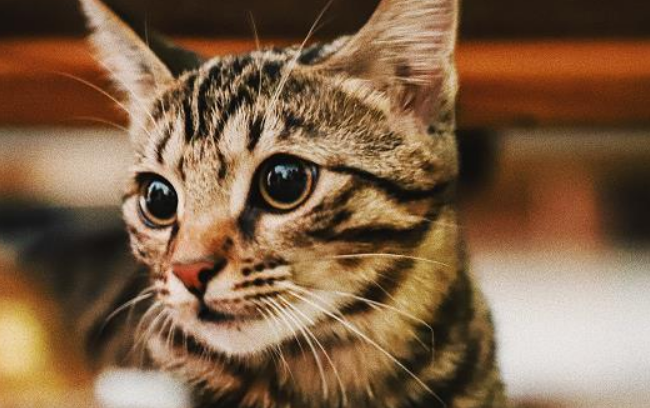 猫冠状病毒怎么杀死？一定要来了解一下哦！