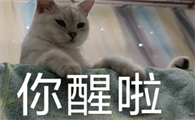 宠物表情包怎么赚钱