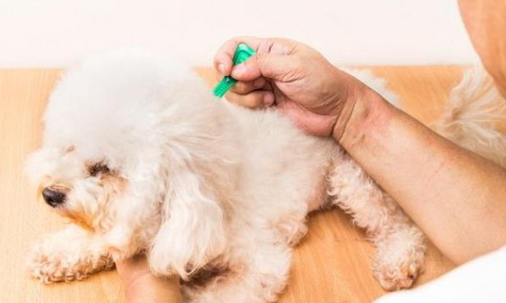 狗怀孕能用体外驱虫吗 狗怀孕能用体外驱虫吗