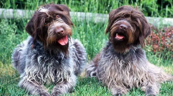 每日了解:刚毛指示格里芬犬怀孕怎么护理? 每日了解:刚毛指示格里芬犬怀孕怎么护理?