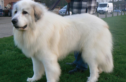 大白熊犬拉肚子怎么办？该如何治疗呢？