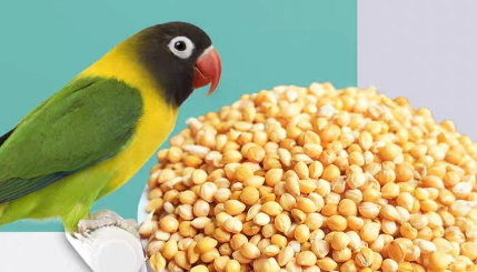 鹦鹉饲料哪种好 鹦鹉饲料哪种好