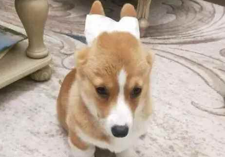 狗耳螨是怎么回事 狗耳螨是怎么回事