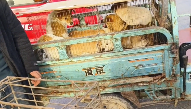 因伤了小孩,9只小土狗全上狗肉车 因伤了小孩,9只小土狗全上狗肉车