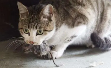 流浪猫不抓老鼠怎么办?可以来看看! 流浪猫不抓老鼠怎么办?可以来看看!