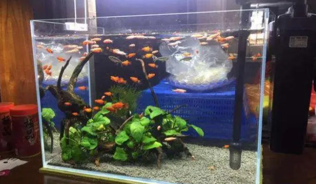 鱼缸水发白要增氧吗