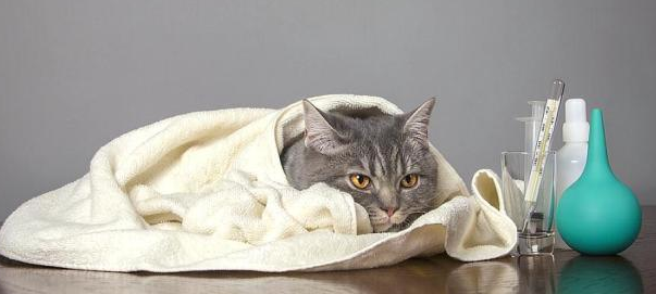 猫咪感冒用哪个药