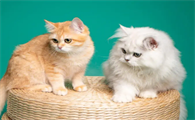 两只母猫可以一起养吗？来了解下吧