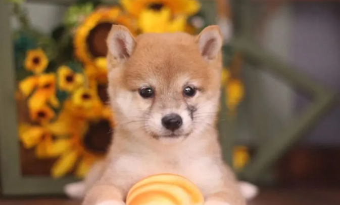 十个柴犬八个咬人