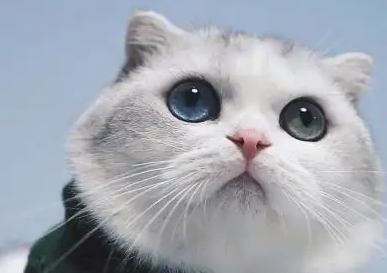 猫咪吃了老鼠药怎么办?这些处理方法教你~ 猫咪吃了老鼠药怎么办?这些处理方法教你~