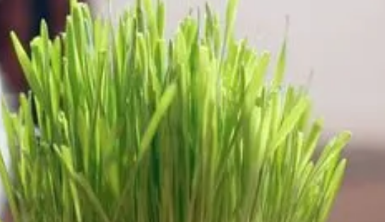 水培猫草的种植方法视频