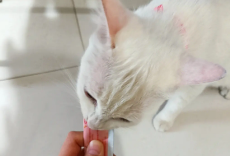 猫咪一天可以吃多少猫条