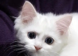 猫的胡子剪了会生气?我来告诉你! 猫的胡子剪了会生气?我来告诉你!