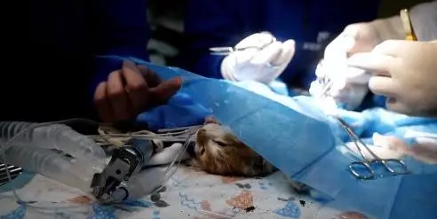 小猫腹部撕,虽熬过了手术,却还没能扛过来 小猫腹部撕,虽熬过了手术,却还没能扛过来