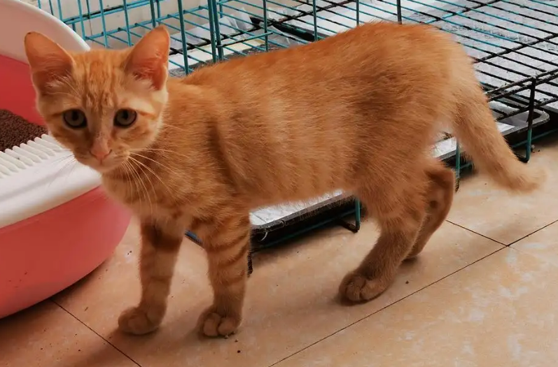 田园猫母猫绝育多少钱