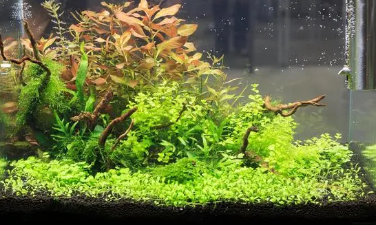 水草缸水草种类