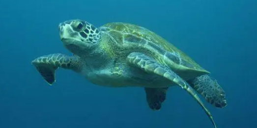 绿海龟和红海龟的区别?怎么分辨? 绿海龟和红海龟的区别?怎么分辨?