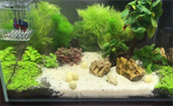 鱼缸养水草用什么沙好