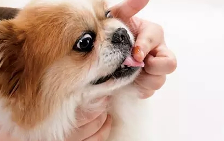 狗狗发情能体内驱虫吗