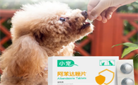 泰迪狗狗怎么驱虫体内