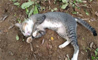 猫咪死前会舍不得主人吗