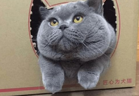 千辛万苦高价买只蓝猫，到货后，网友：当我瞎？