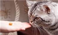 猫咪消炎药多少钱