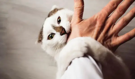 猫为什么生气咬人？此文帮你解答