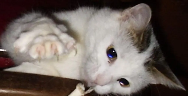 猫内伤的表现有哪些? 猫内伤的表现有哪些?