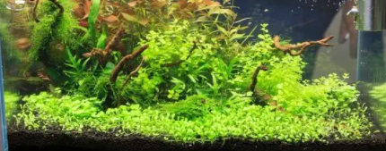 鱼缸水草用什么沙子