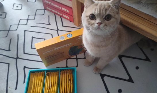狗狗的益生菌猫咪可以吃吗