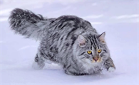 西伯利亚猫一只多少钱?该怎么饲养?