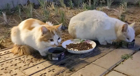 等待领养的流浪猫,用行动征服众人心,成功改变命运! 等待领养的流浪猫,用行动征服众人心,成功改变命运!